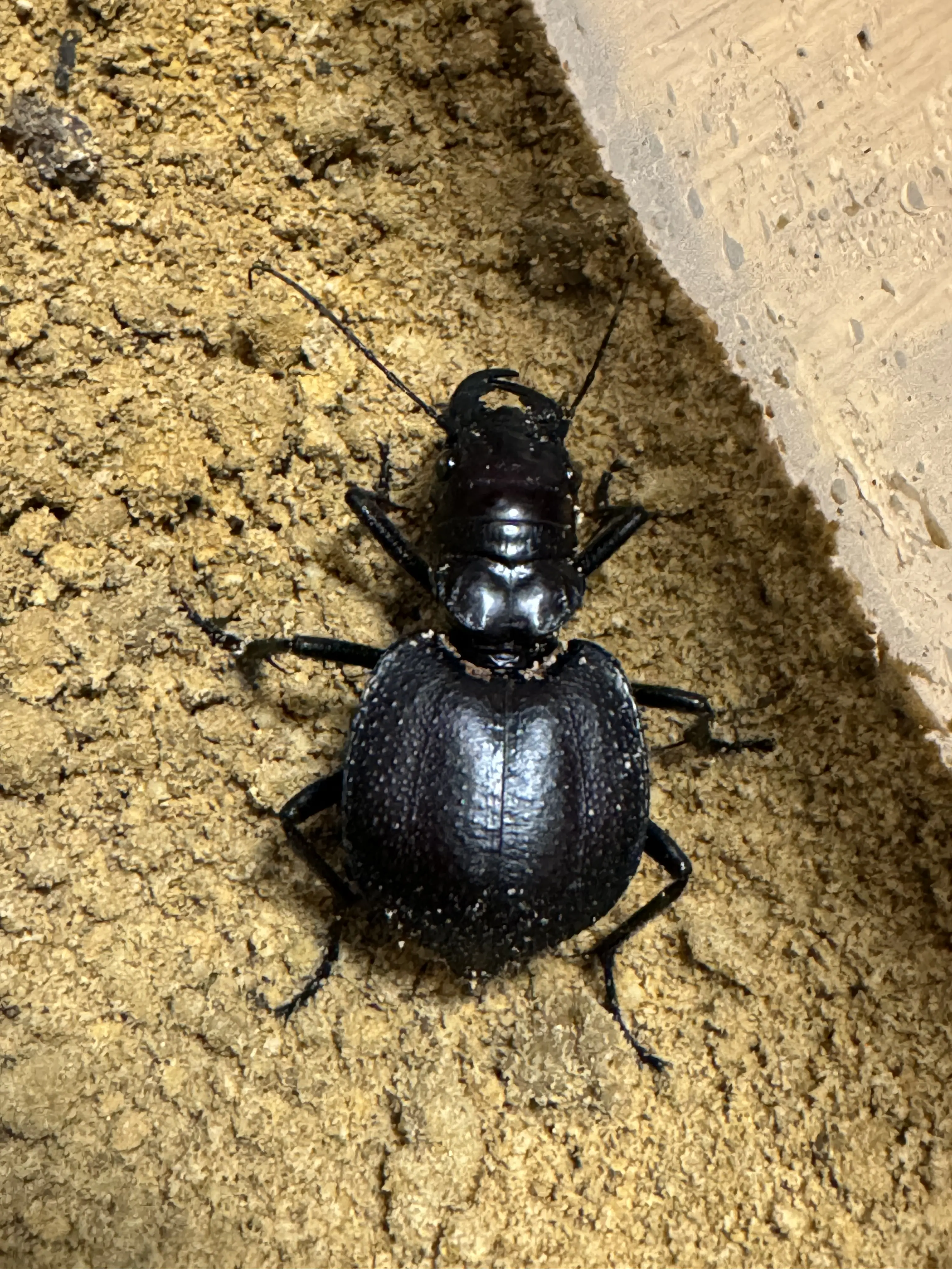 大王虎甲的饲养心得 - 哔哩哔哩