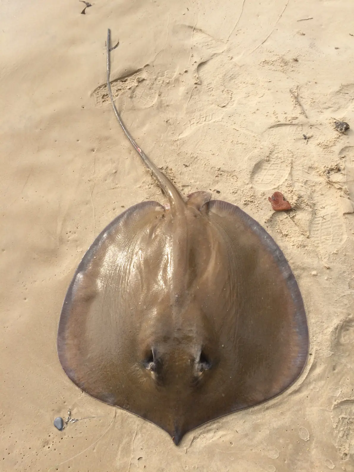 中西非常见海鱼