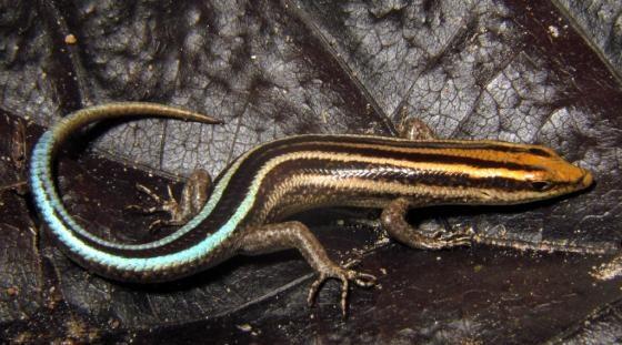 石龙子科Scincidae属级中文名整理(上) 哔哩哔哩