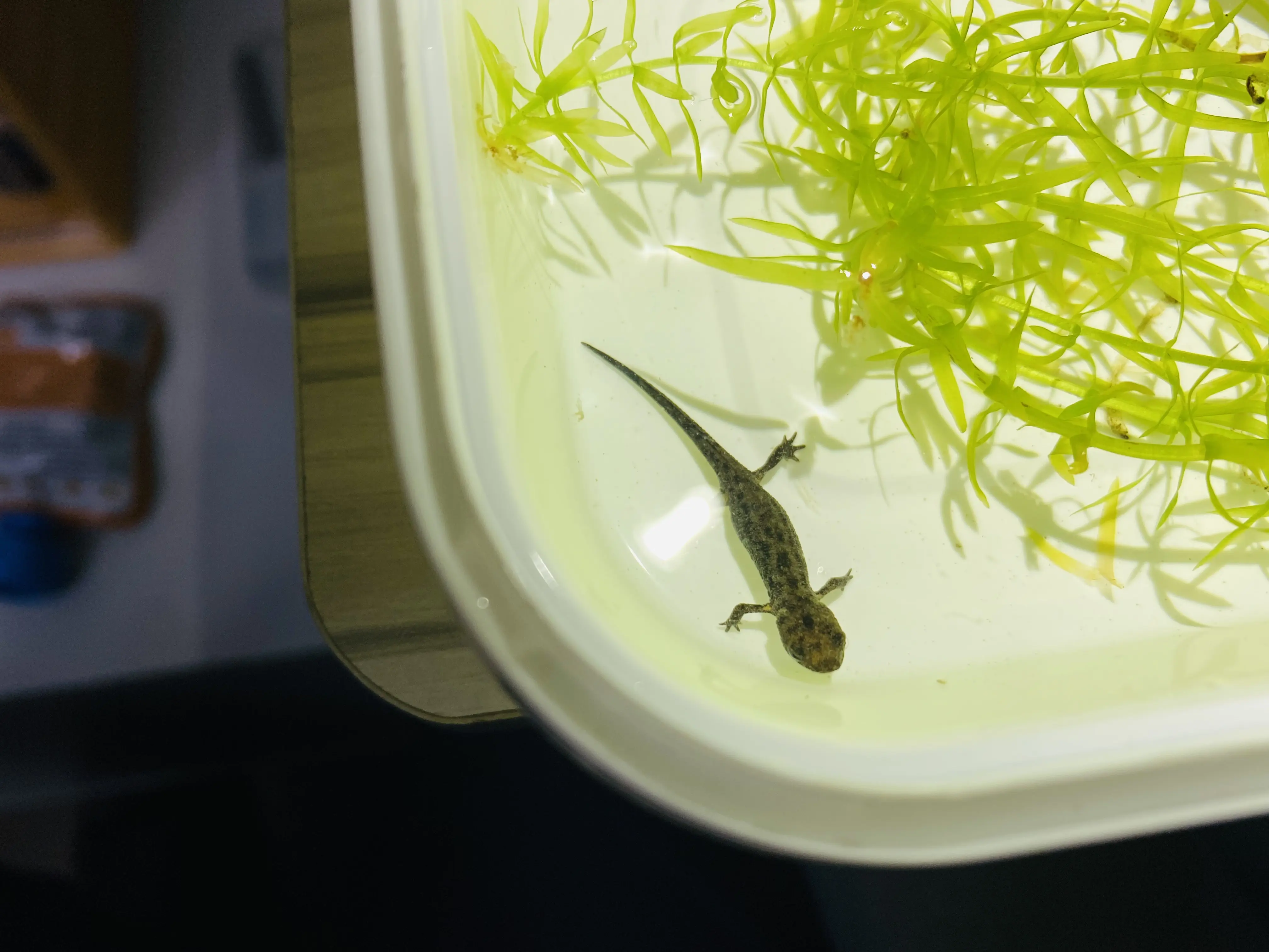 东方蝾螈蝌蚪带苗指南及上岸苗三阶段饲养法(个人经验总结)