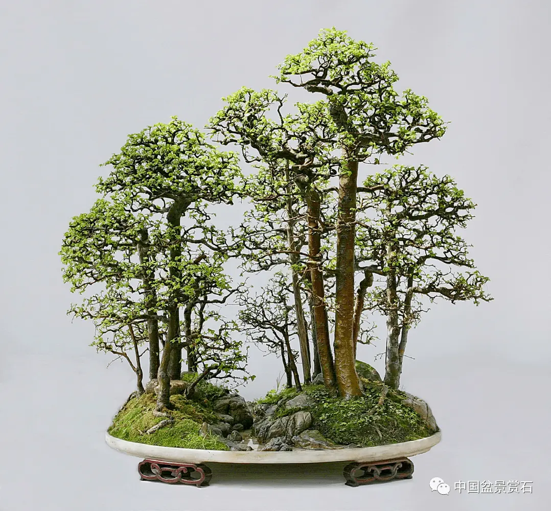 张志刚:重温赵庆泉水旱盆景,向经典致敬! - 哔哩哔哩