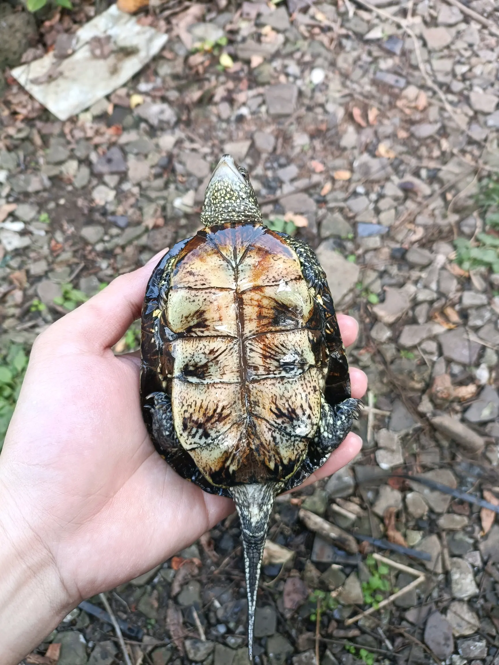 【欧洲泽龟】 - 哔哩哔哩