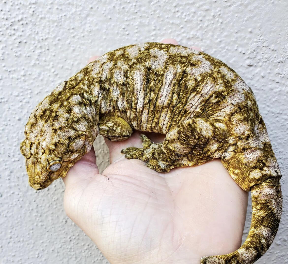 【守宫超巨】多趾虎属Rhacodactylus-新喀里多尼亚巨人守宫表现品系图鉴 - 哔哩哔哩