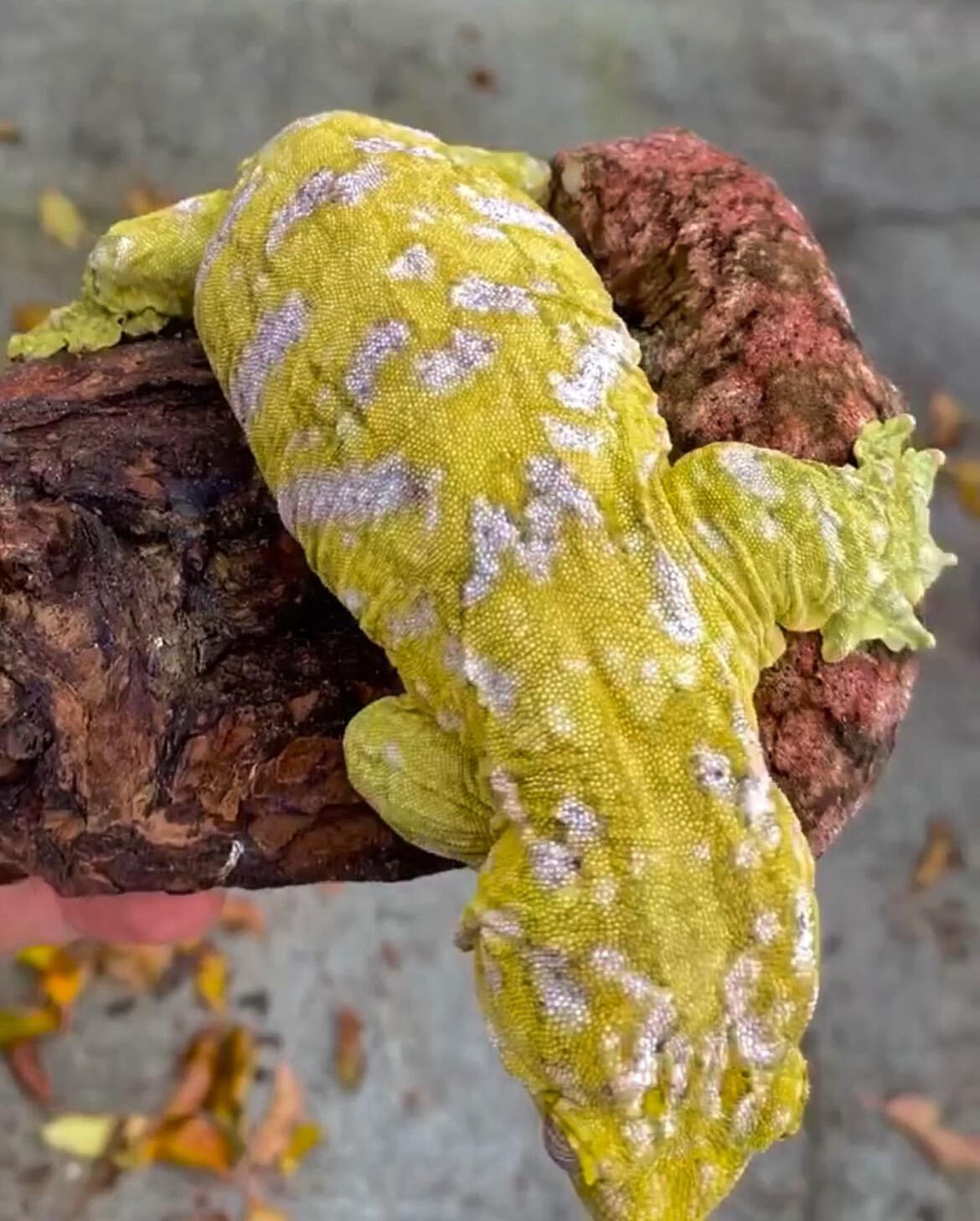 【守宫超巨】多趾虎属Rhacodactylus-新喀里多尼亚巨人守宫表现品系图鉴 - 哔哩哔哩