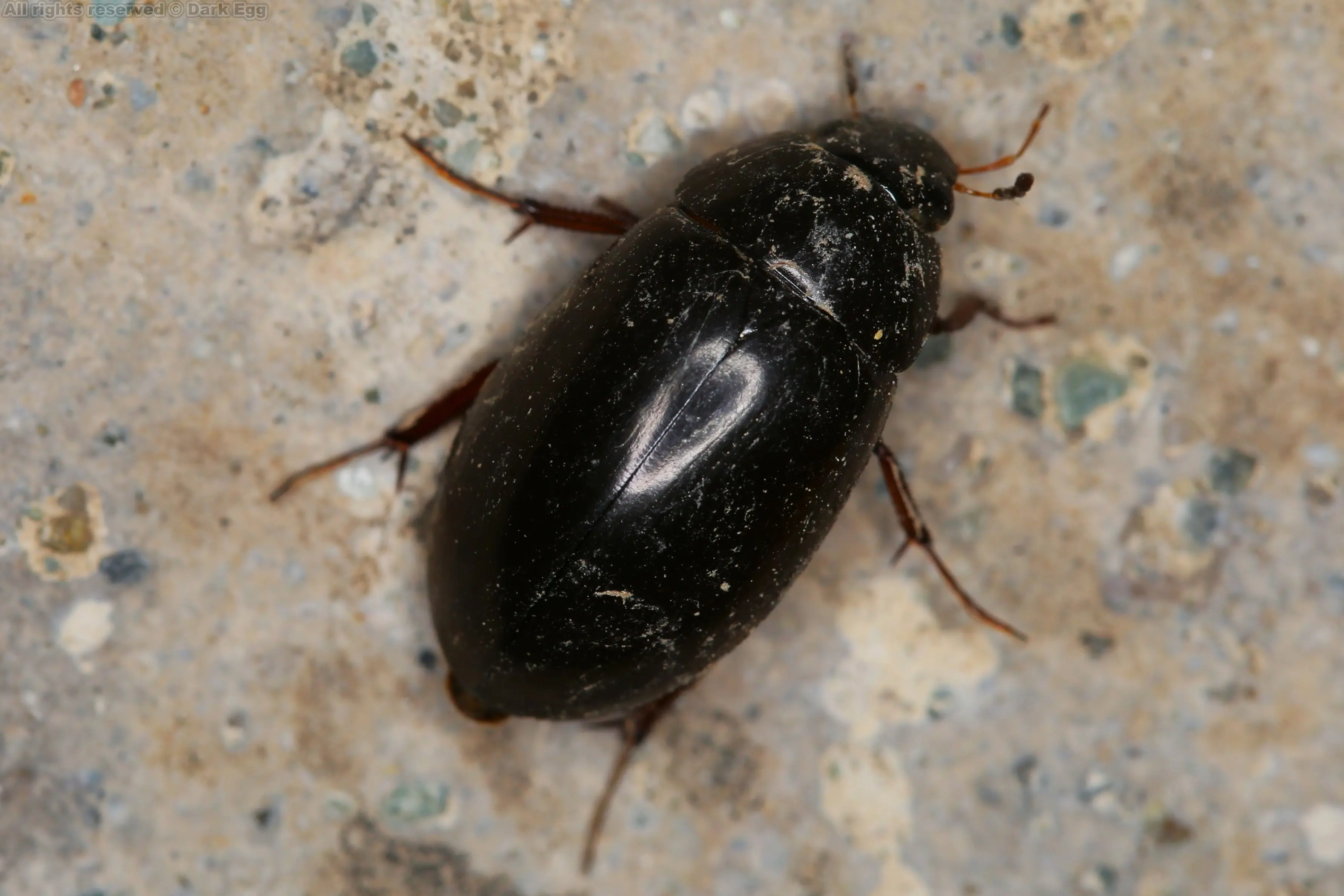 红脊胸牙甲sternolophus rufipes背面亮黑色,有微弱的蓝色光泽,腹面