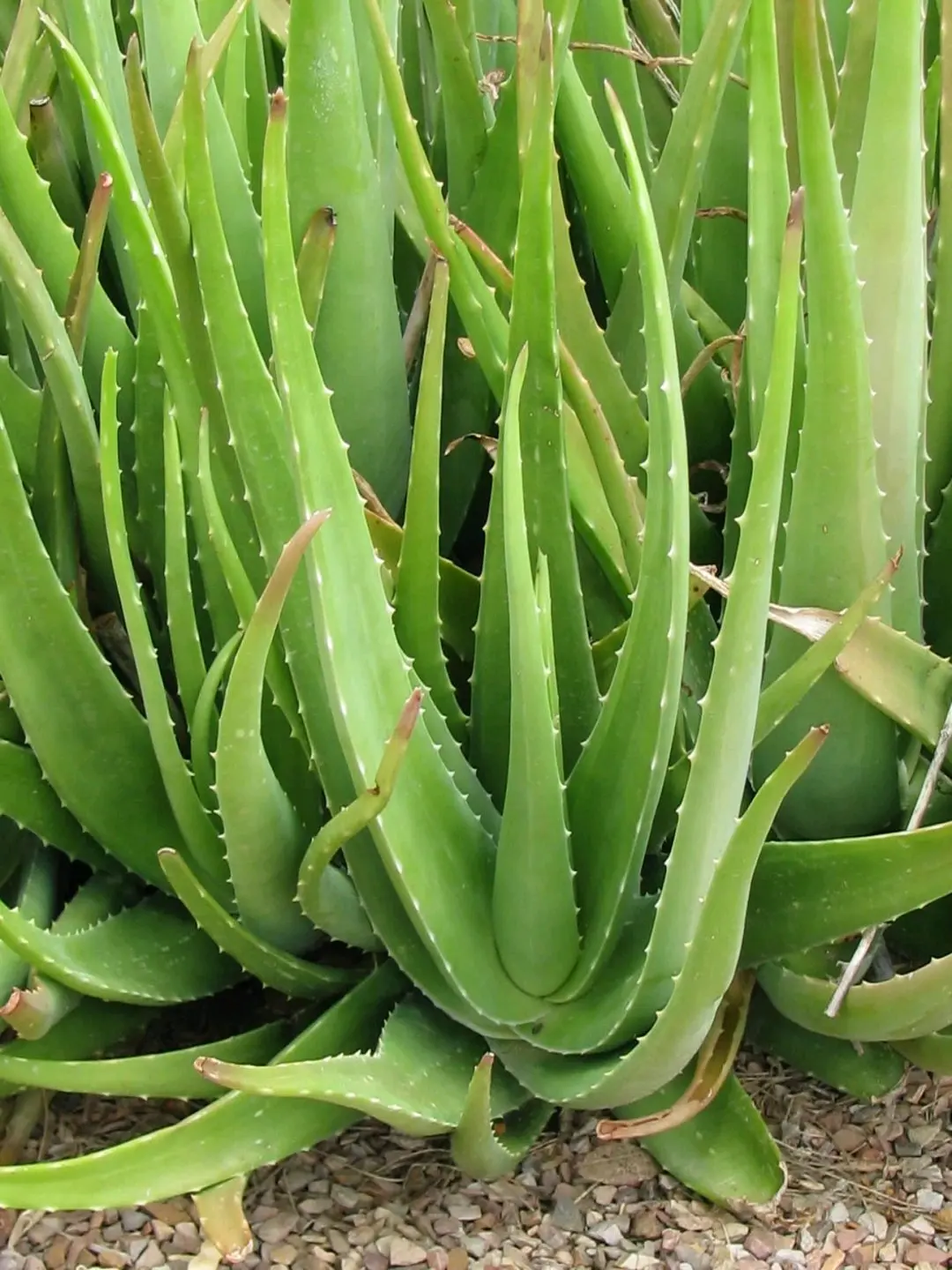 [森林之子]植物/果实原型百科:芦荟