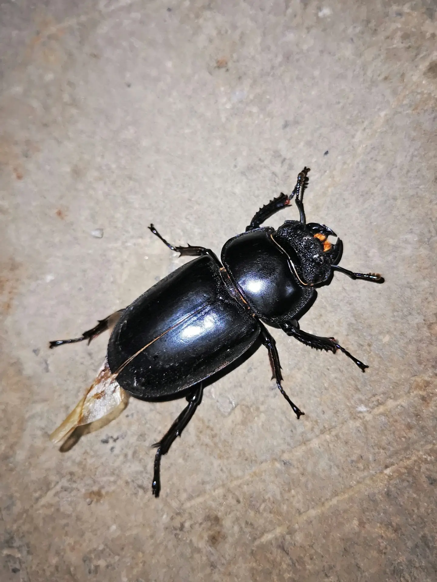 国家重点保护动物[昆虫类•鞘翅目](2) - 哔哩哔哩