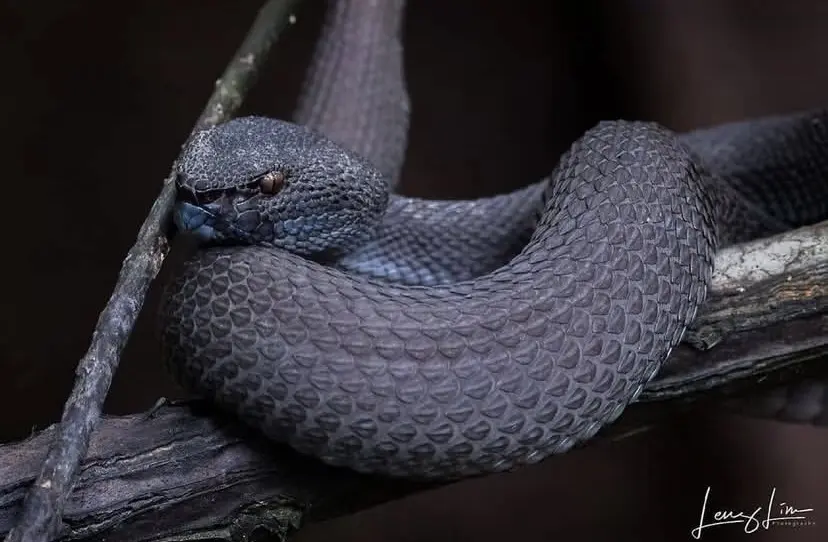 trimeresurus purpureomaculatus