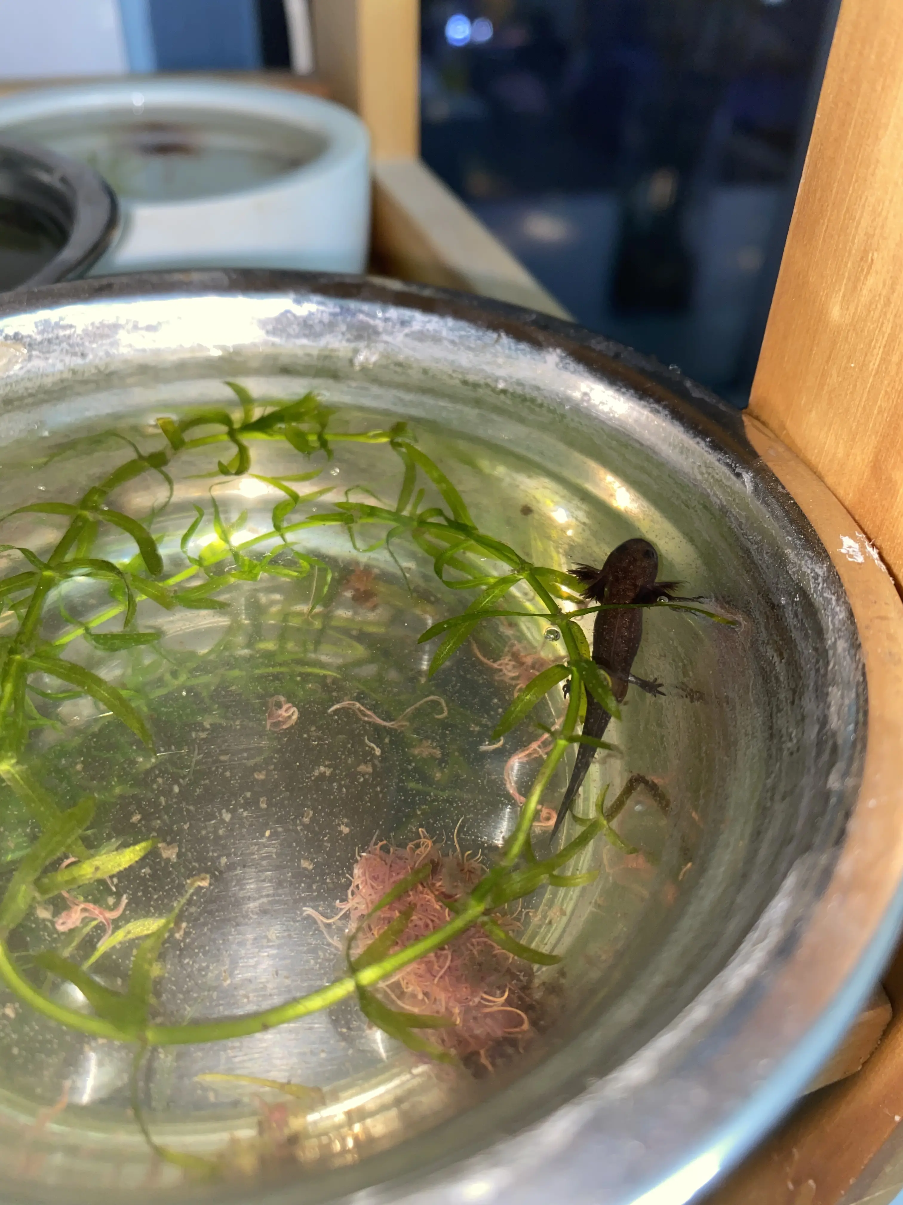 东方蝾螈蝌蚪带苗指南及上岸苗三阶段饲养法(个人经验总结)