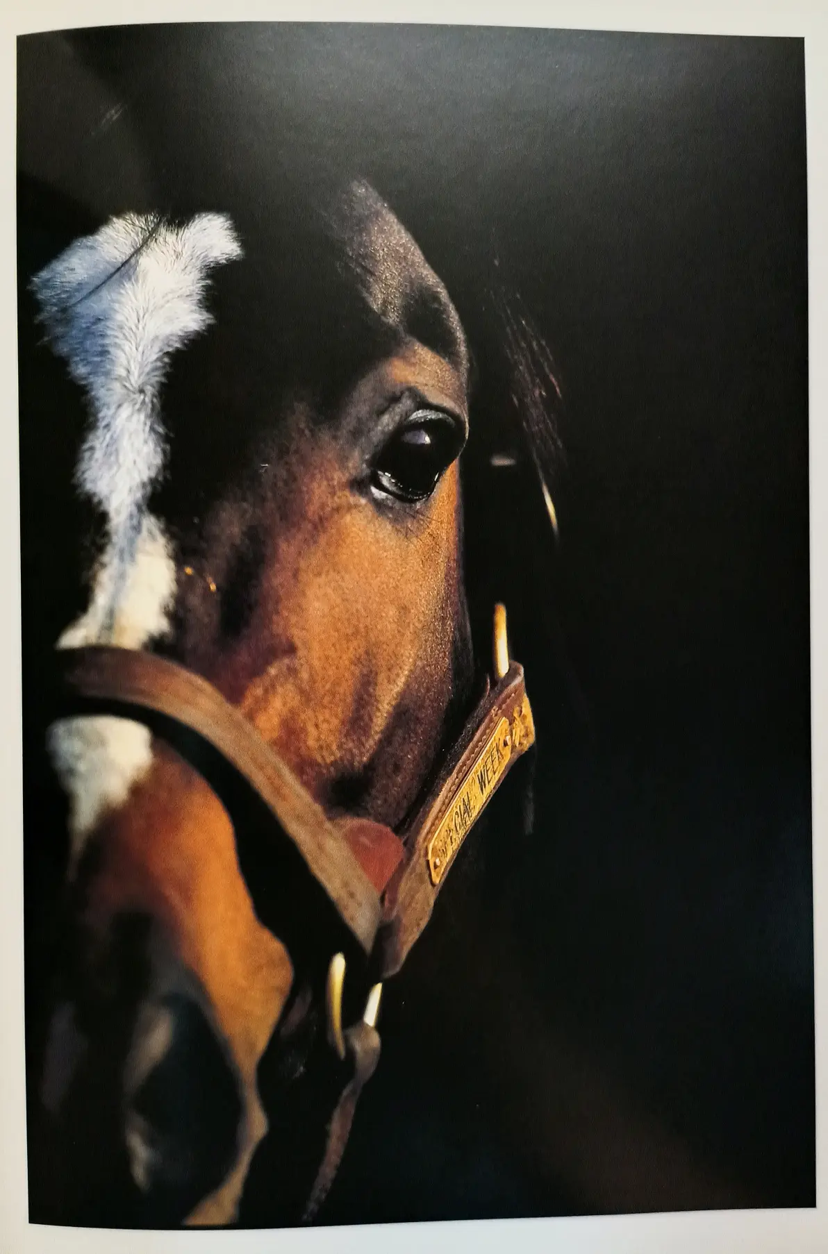 特别周写真集「赞歌」杂记