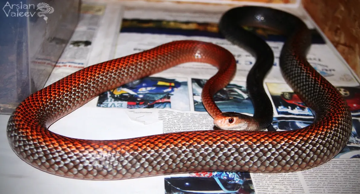 整个大洋的死神毒蛇(海岸/沿海太攀蛇)oxyuranus scutellatus