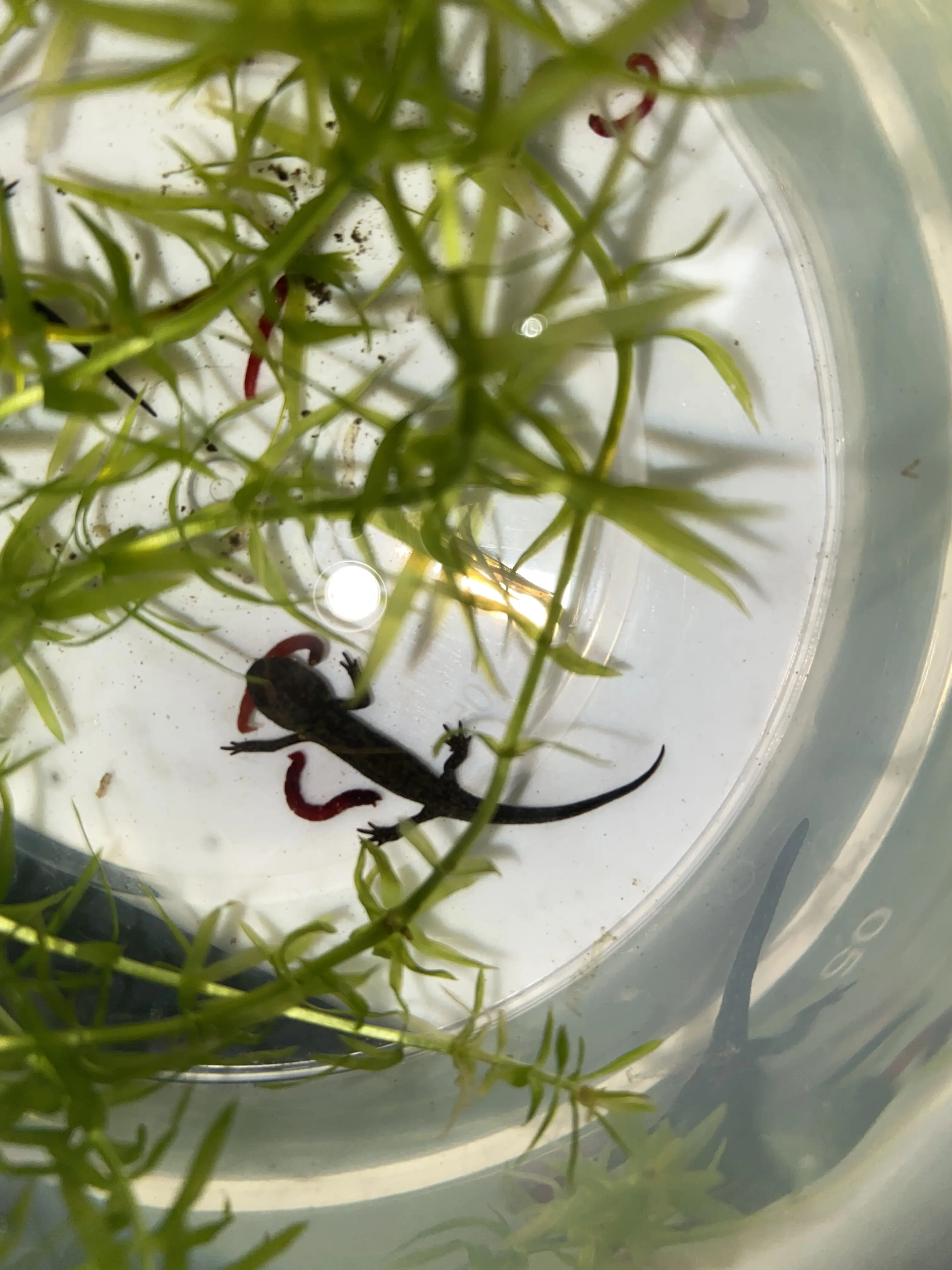 东方蝾螈蝌蚪带苗指南及上岸苗三阶段饲养法(个人经验总结)