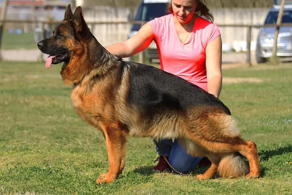 顶级德国牧羊犬图片