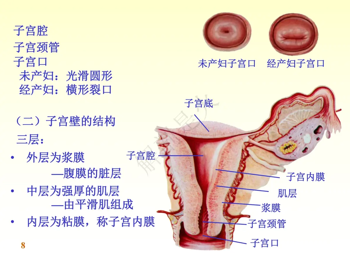 女性生殖系统2024年11月09日 07:14解剖是火
