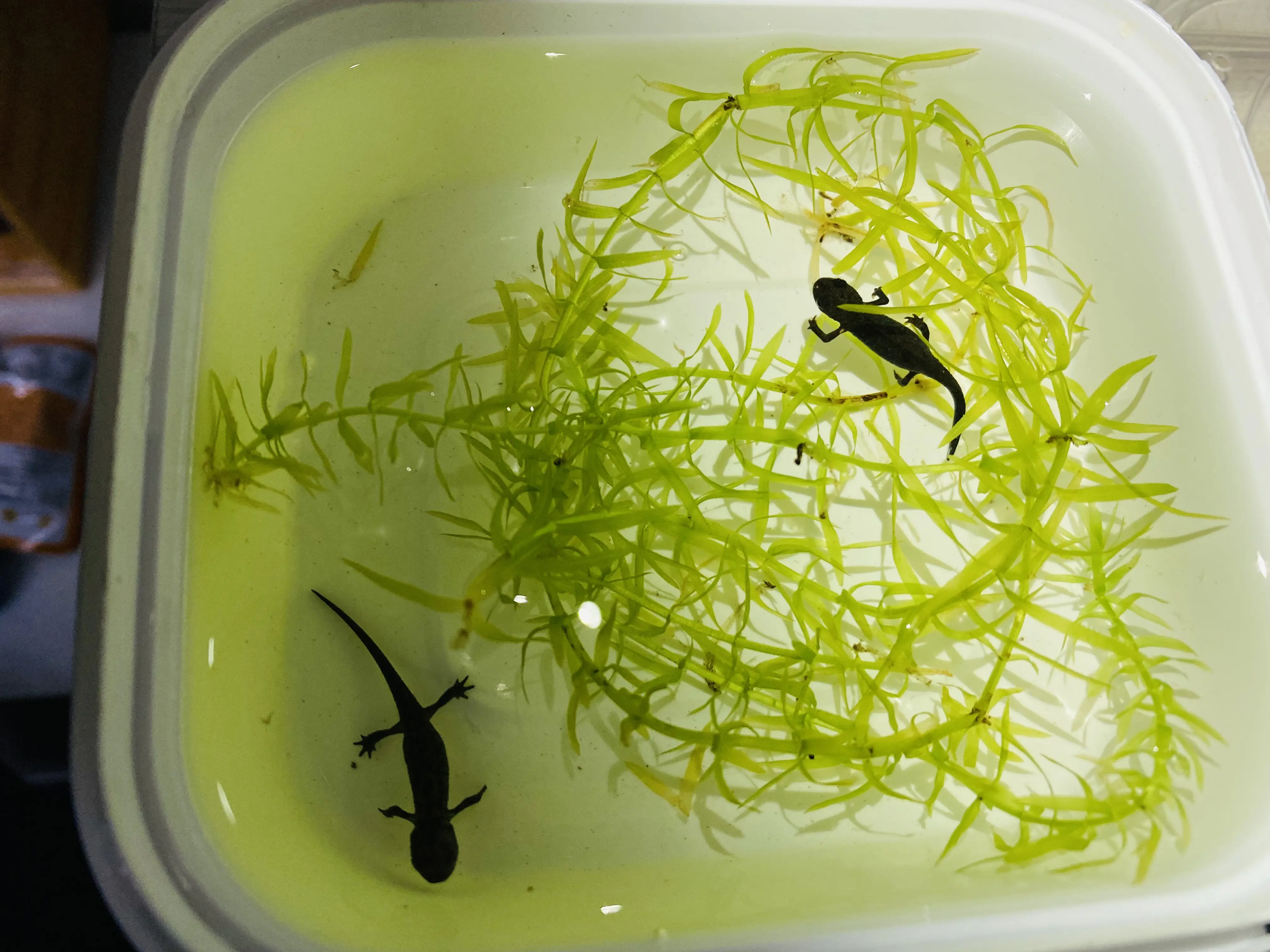 东方蝾螈蝌蚪带苗指南及上岸苗三阶段饲养法(个人经验总结)