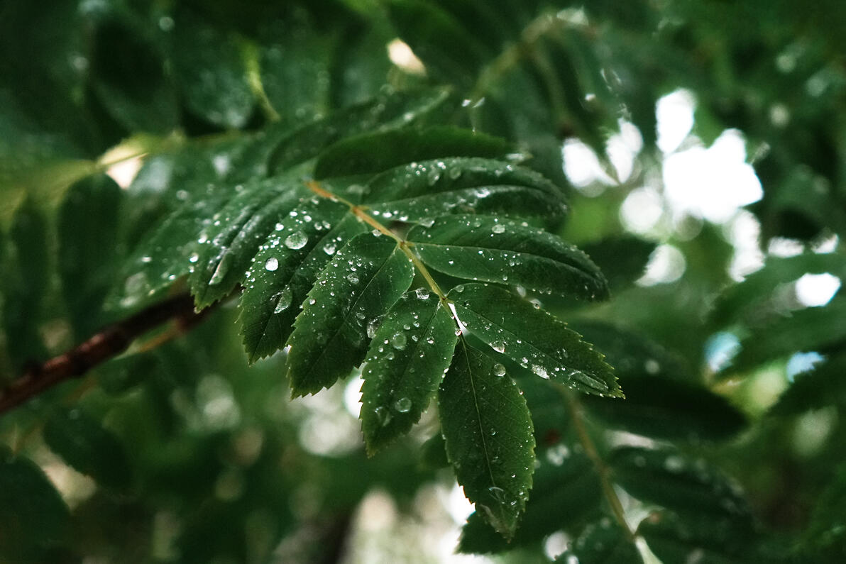 雨润翠叶 - 哔哩哔哩