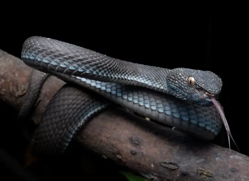 trimeresurus purpureomaculatus
