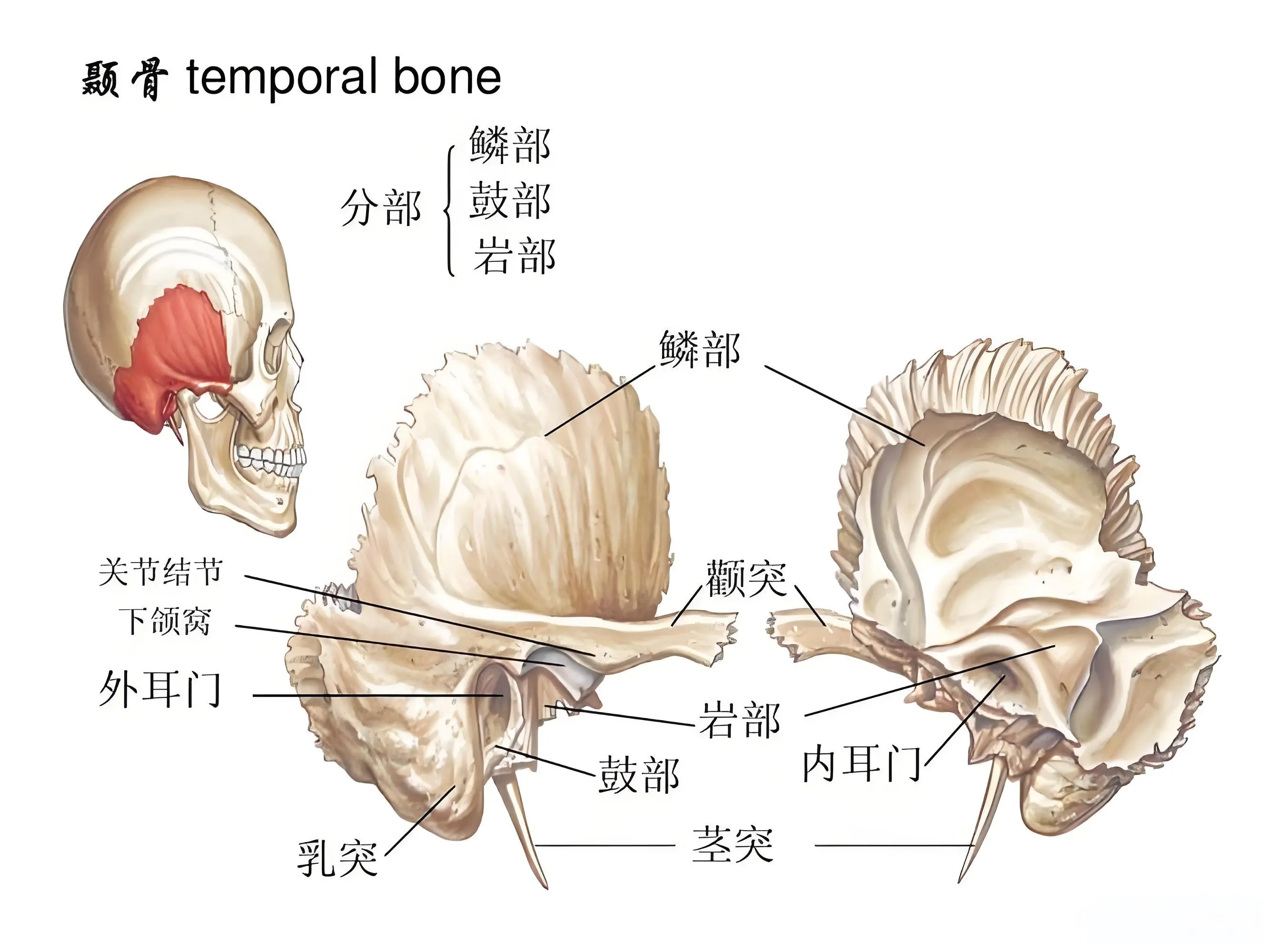 额窦解剖结构图图片