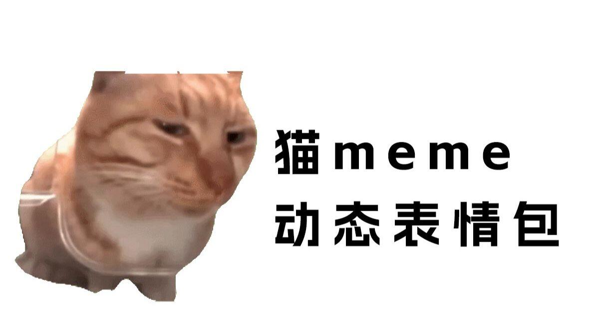猫meme猫咪表情包150张GIF动图合集|搞怪可爱聊天表情包大全 - 哔哩哔哩