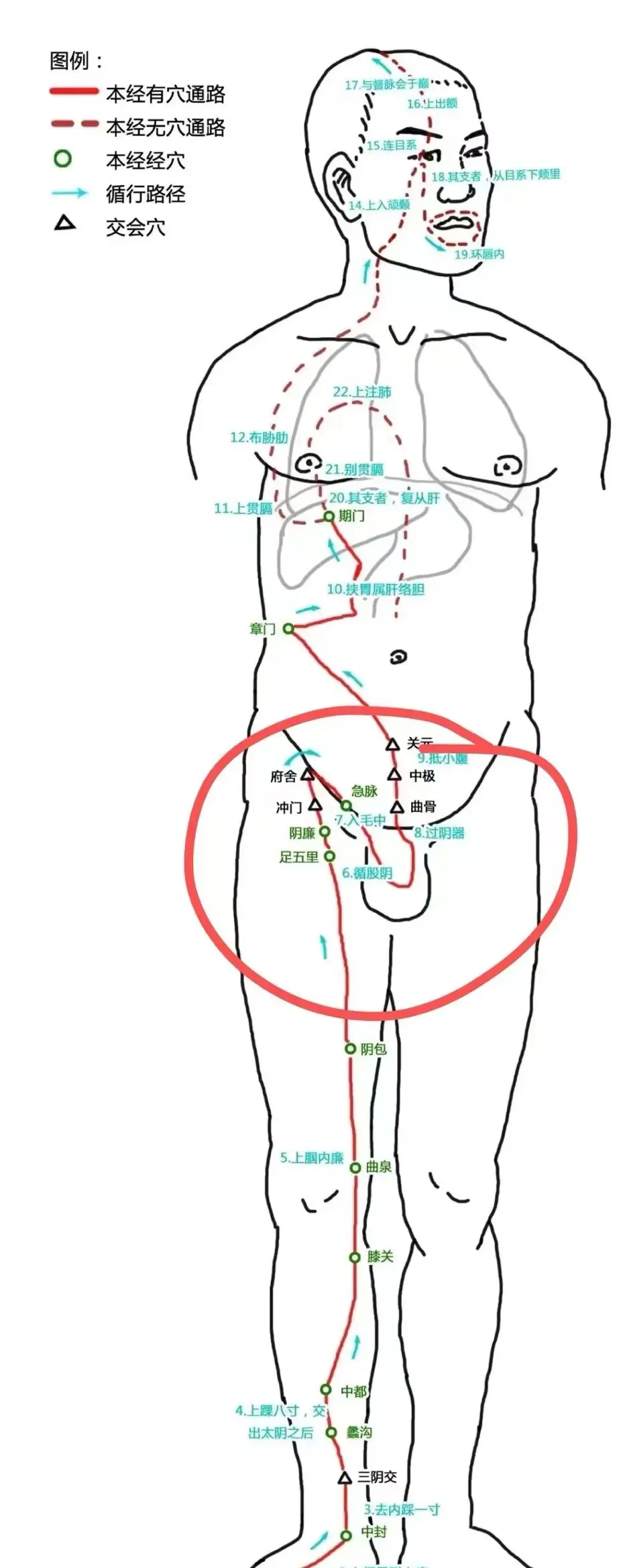 提睾反射图片图片