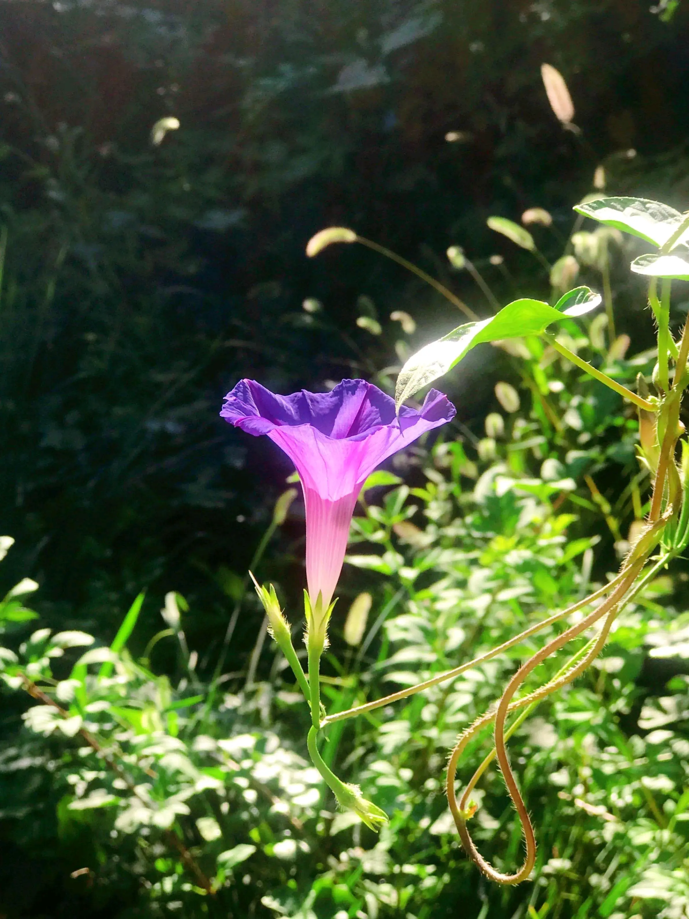 牵牛花花朵的样子图片