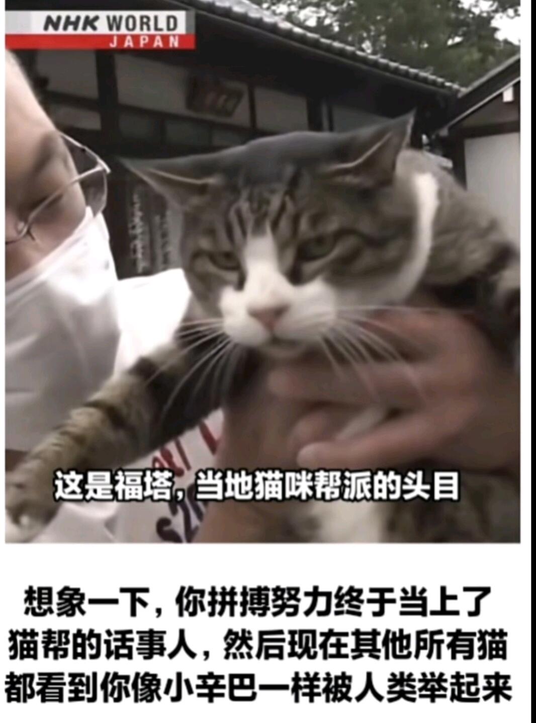 memes:请给我也发一个dogtor - 哔哩哔哩