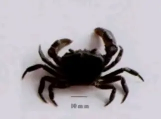 南海溪蟹的分类,不要再被骗了,果绿,广州,珠海南海溪蟹都是一种溪蟹
