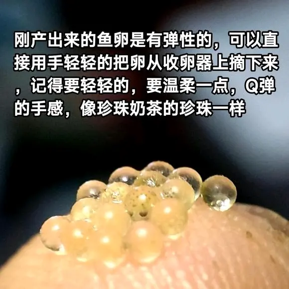 青鳉鱼卵的孵化资料
