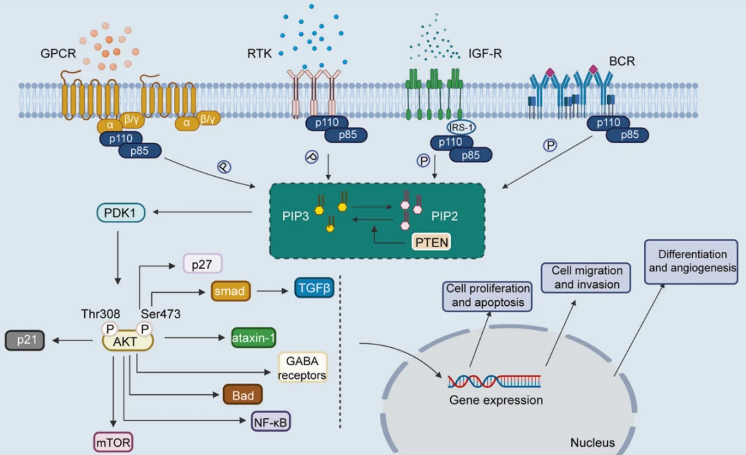 PI3K-Akt信号通路详解：通路激活、通路构成、通路串联、通路检测…… - 哔哩哔哩