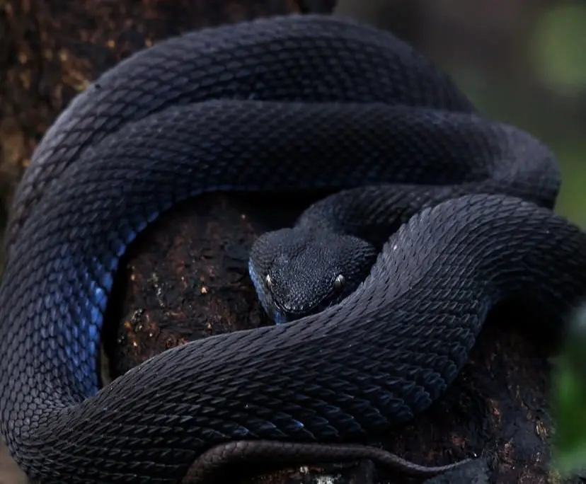 trimeresurus purpureomaculatus