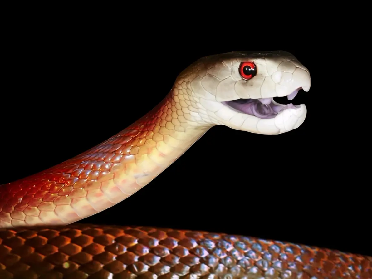 整个大洋的死神毒蛇(海岸/沿海太攀蛇)oxyuranus scutellatus