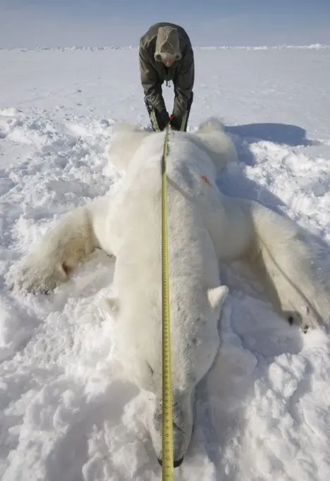 科考实测的一些大个体北极熊