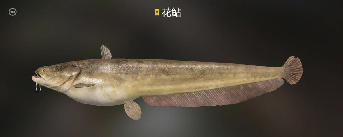 《俄罗斯钓鱼4》全鱼类现实对照（1）鲈形目、鲇形目以及鲑科 - 哔哩哔哩