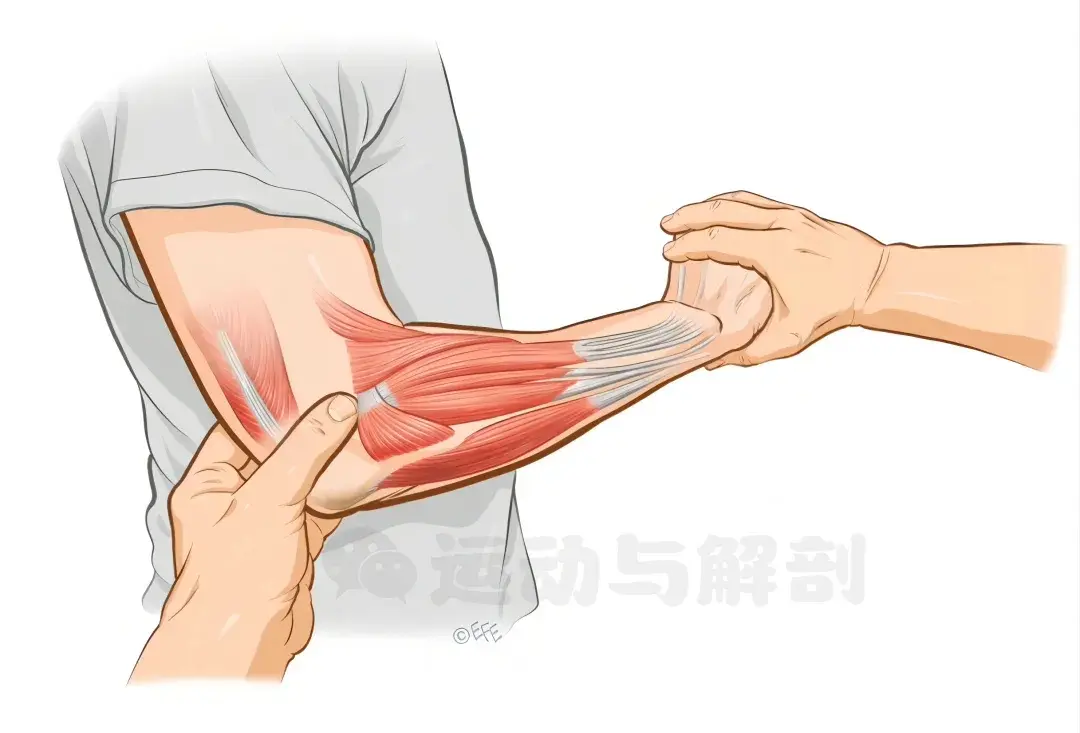 什么是网球肘,该如何评估和治疗?