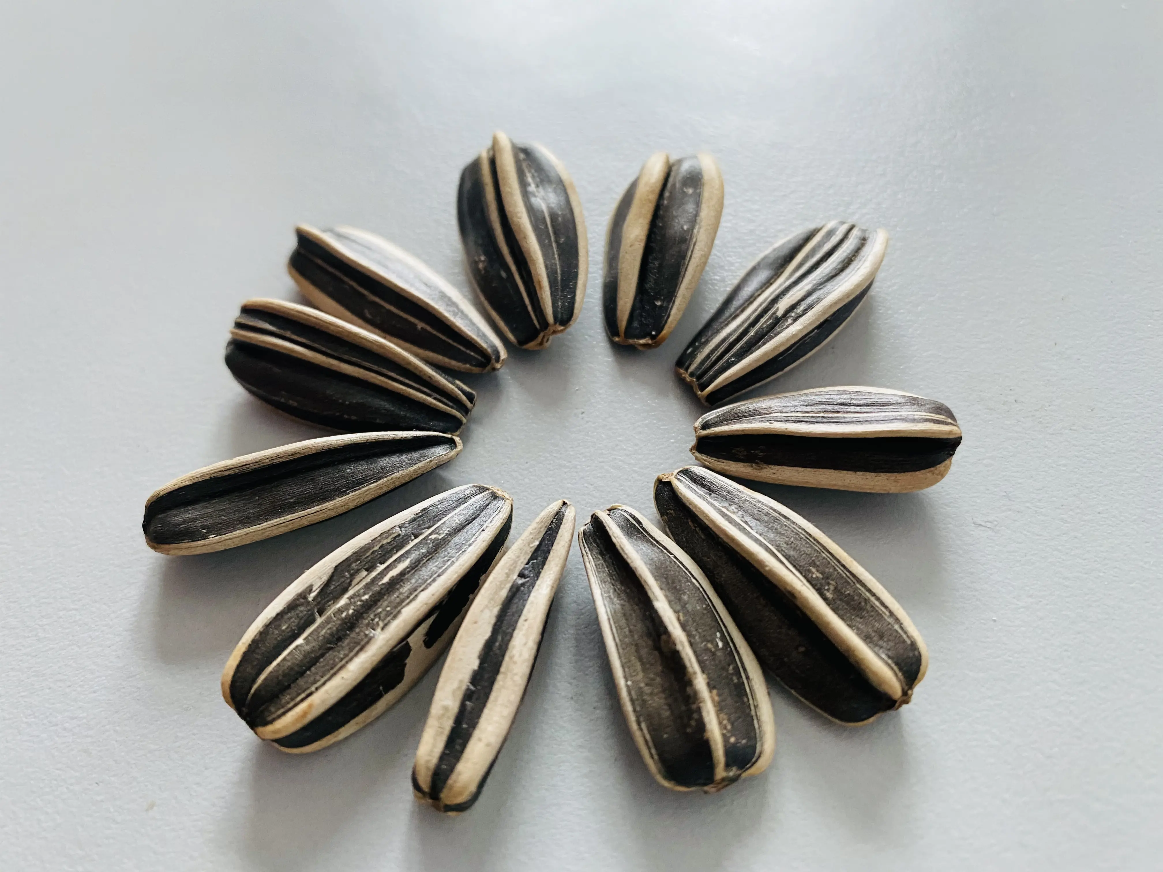 本人于今天15:26分嗑到双头向日葵花籽,现在感觉在长脑子,望周知