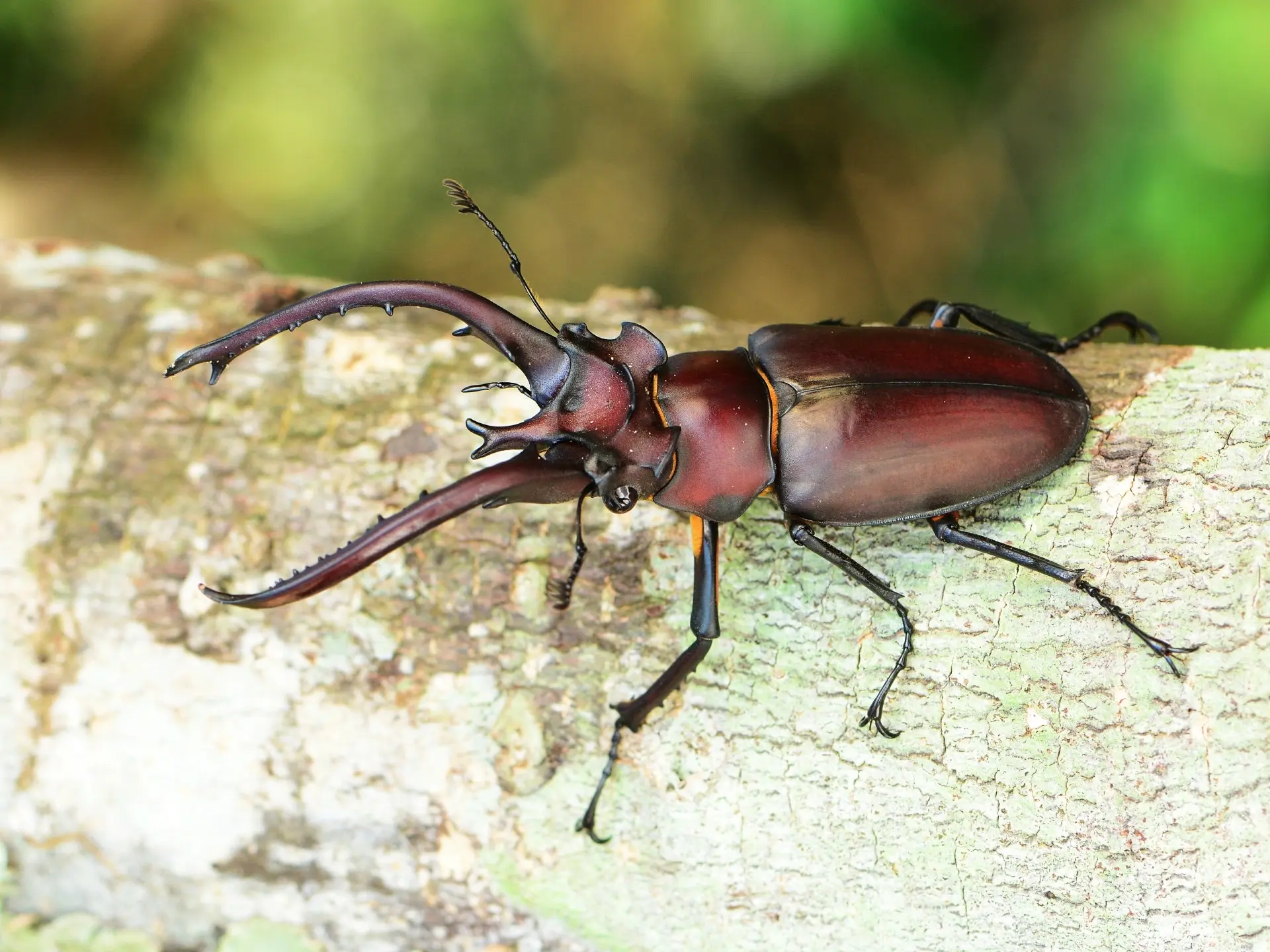 国家重点保护动物[昆虫类•鞘翅目](1)