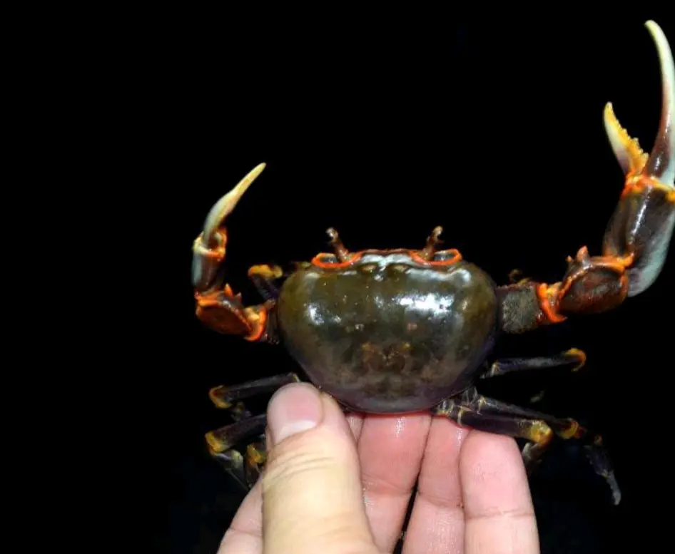 南海溪蟹的分类,不要再被骗了,果绿,广州,珠海南海溪蟹都是一种溪蟹