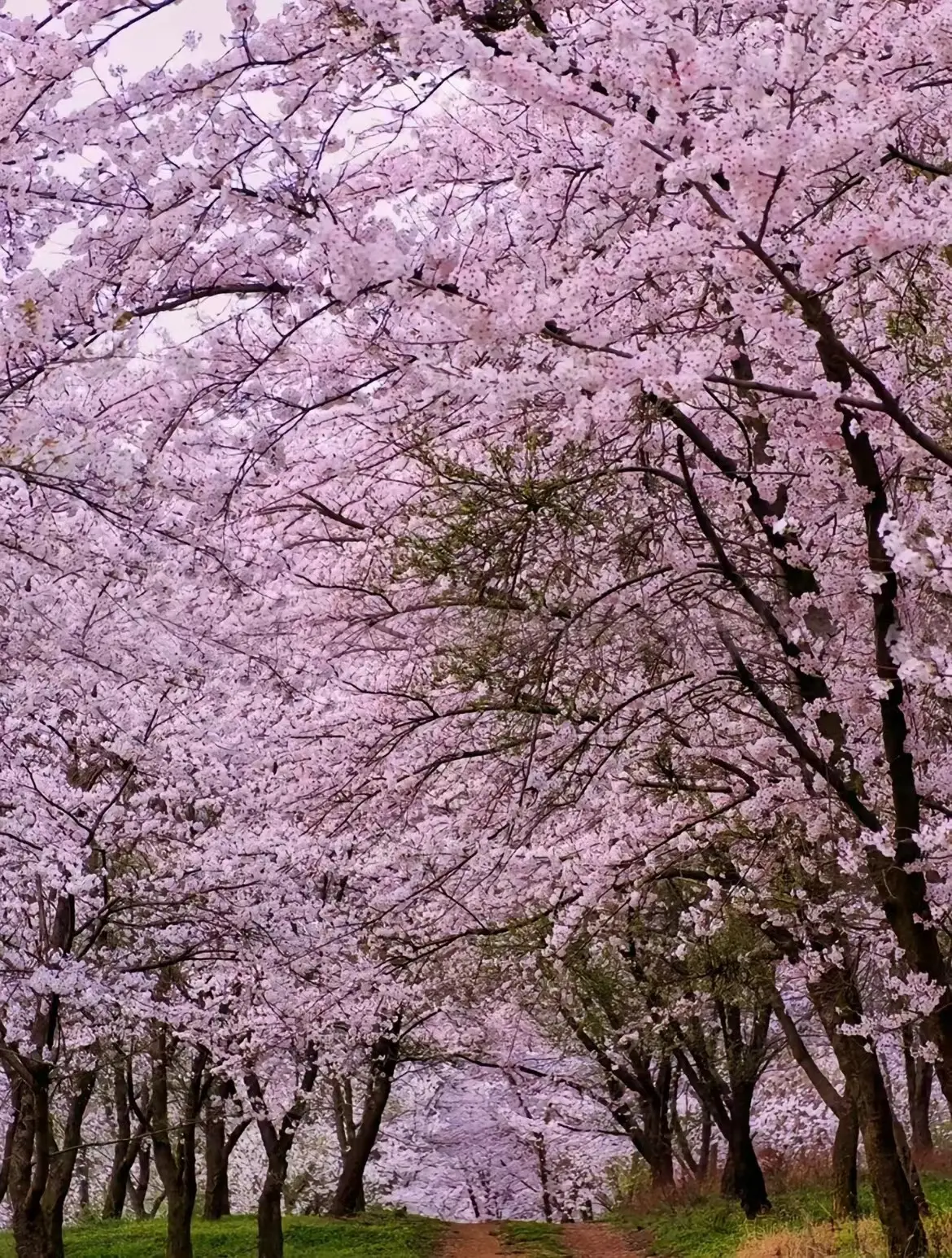 平坝樱花全景图片