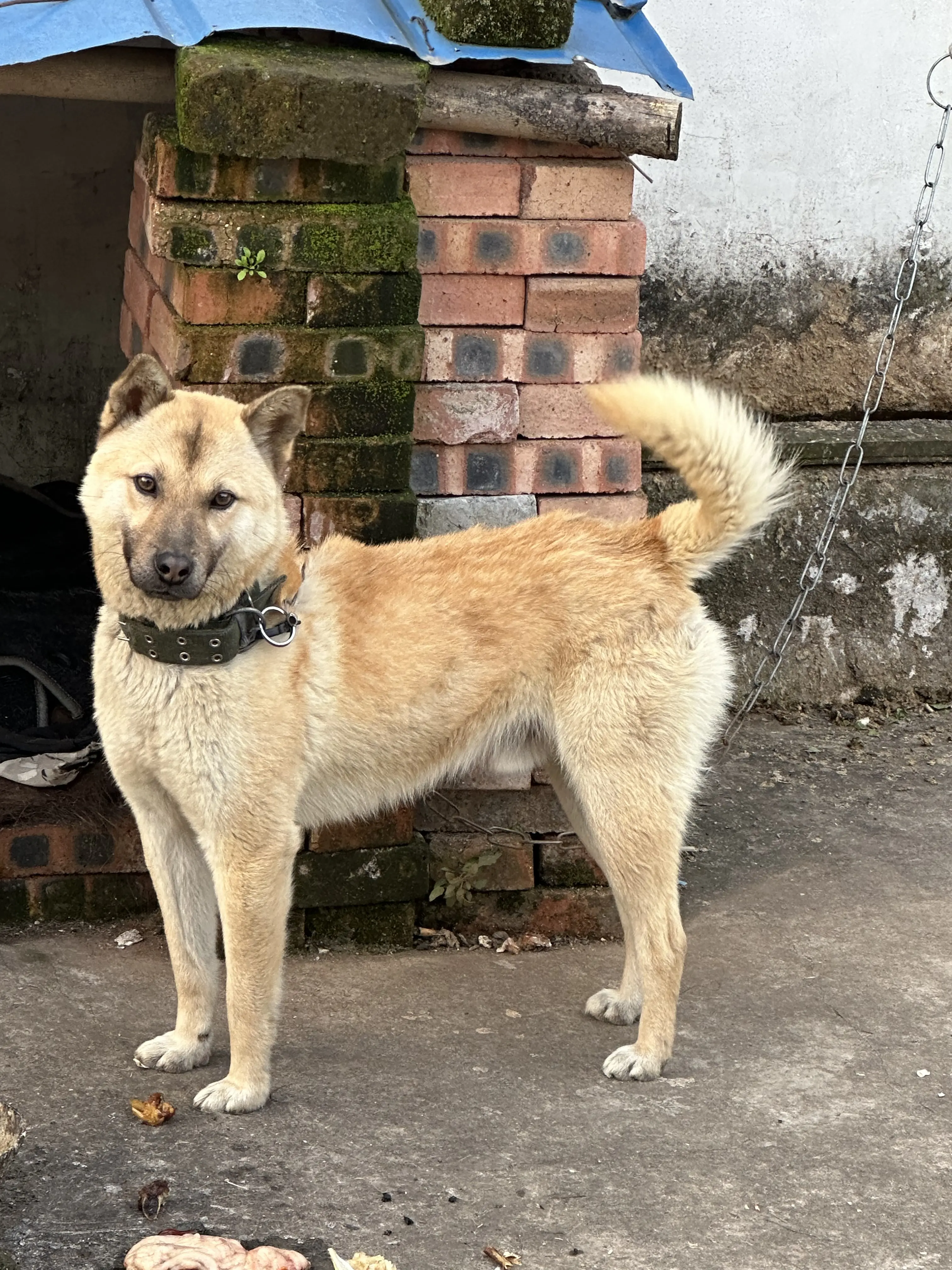 江浙田园犬图片