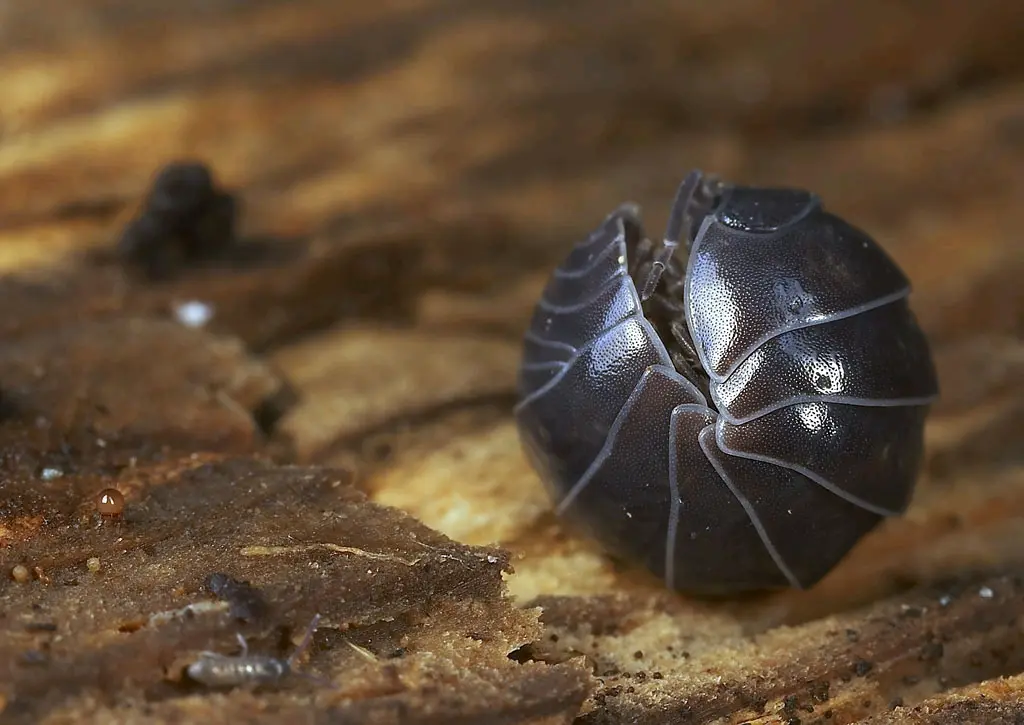 身体卷成球的虫子怎么消灭