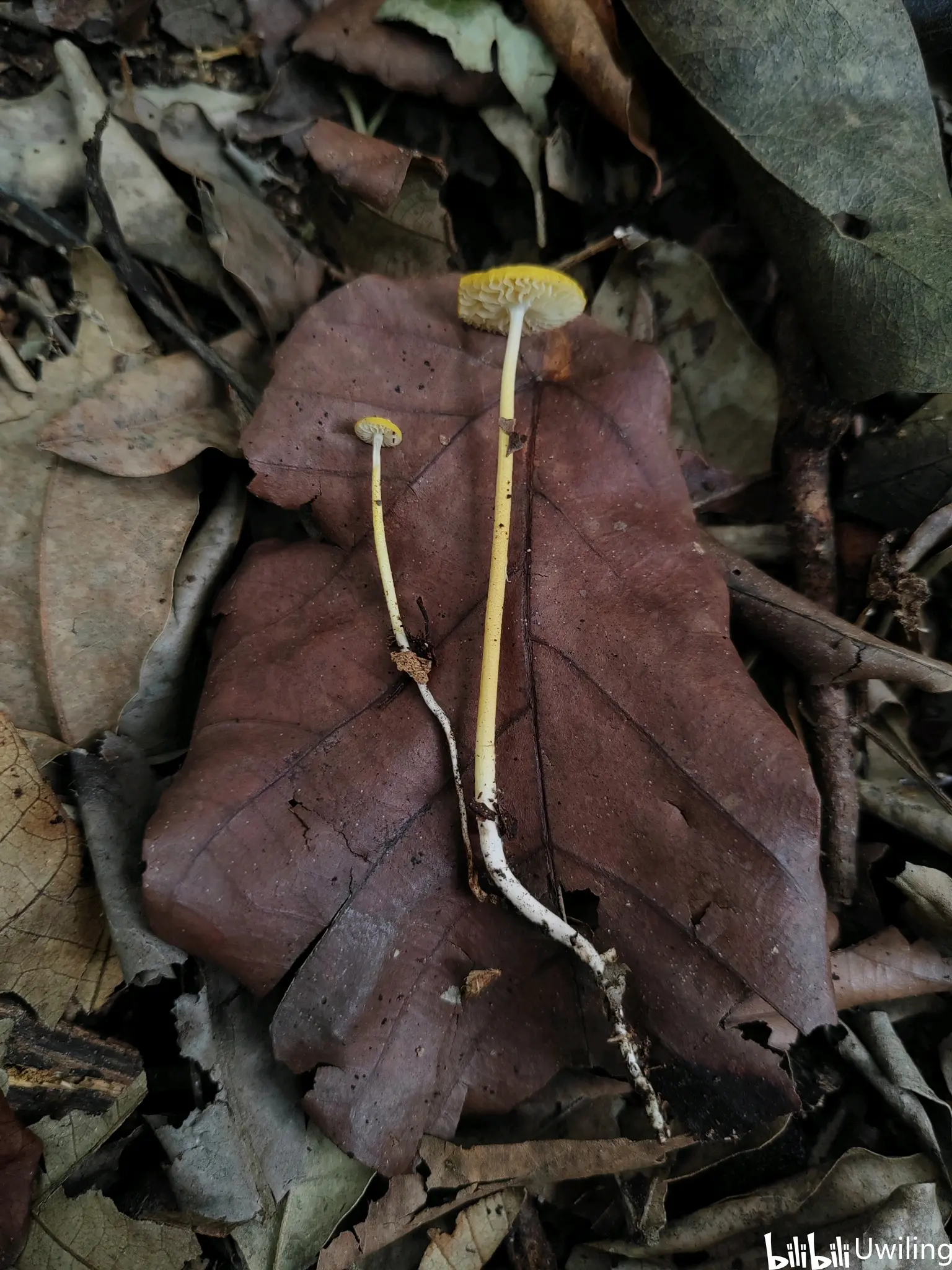东帝汶大型蕈菌集锦1