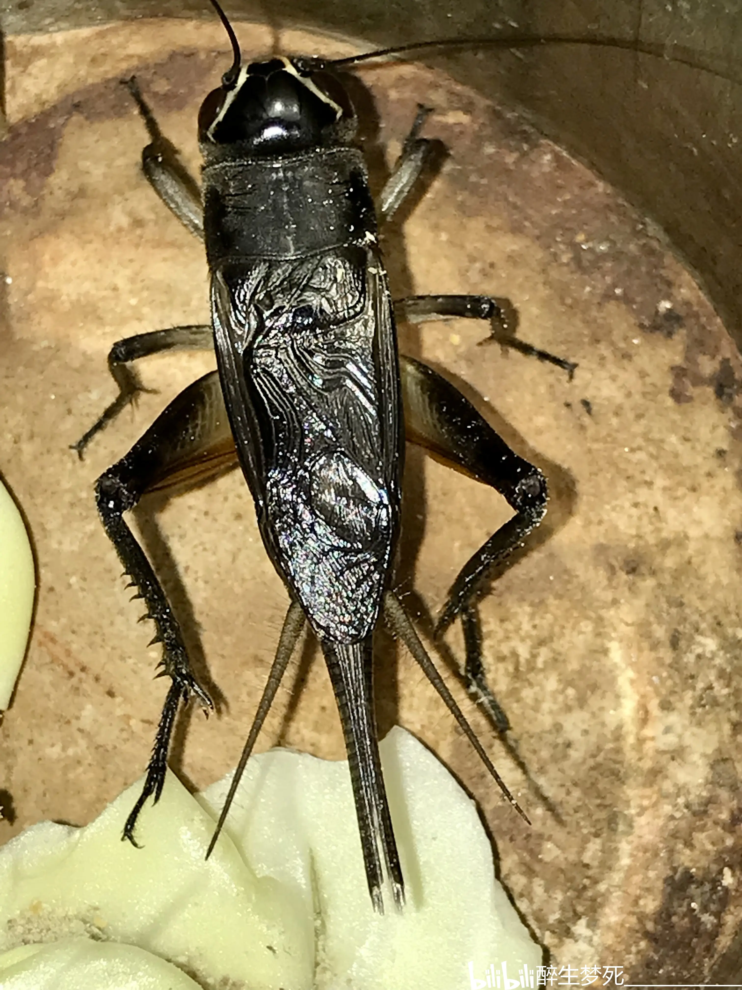 中国分布的油葫芦