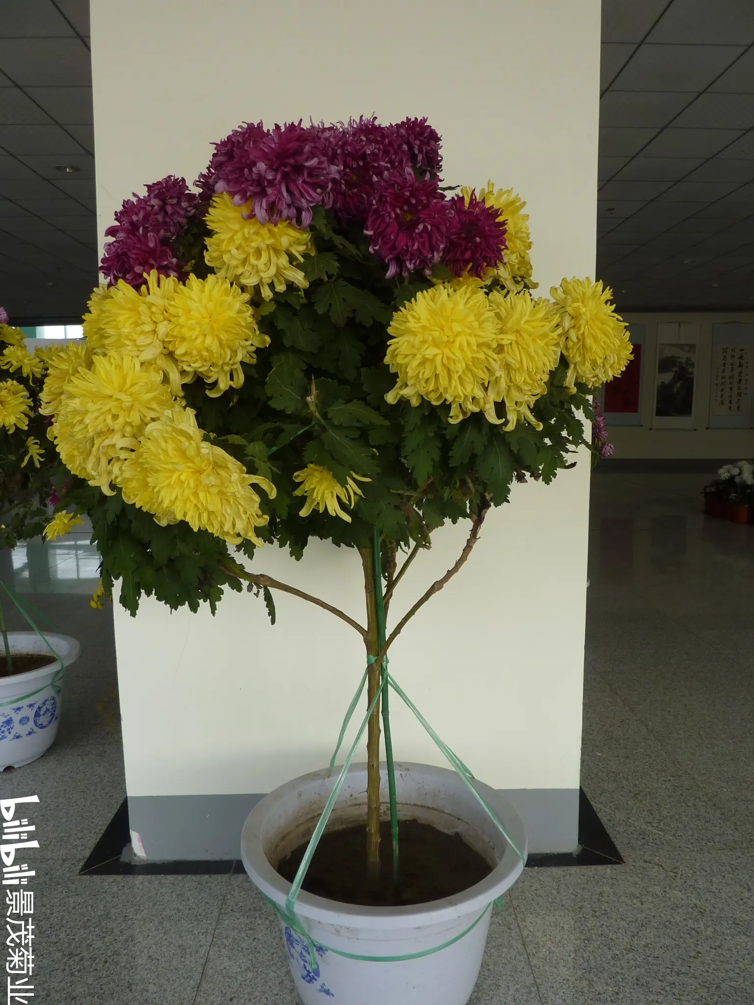 菊花造型艺菊-什锦菊(自然菊树)