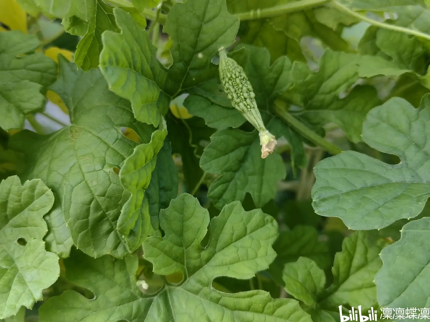 金铃子成长日记