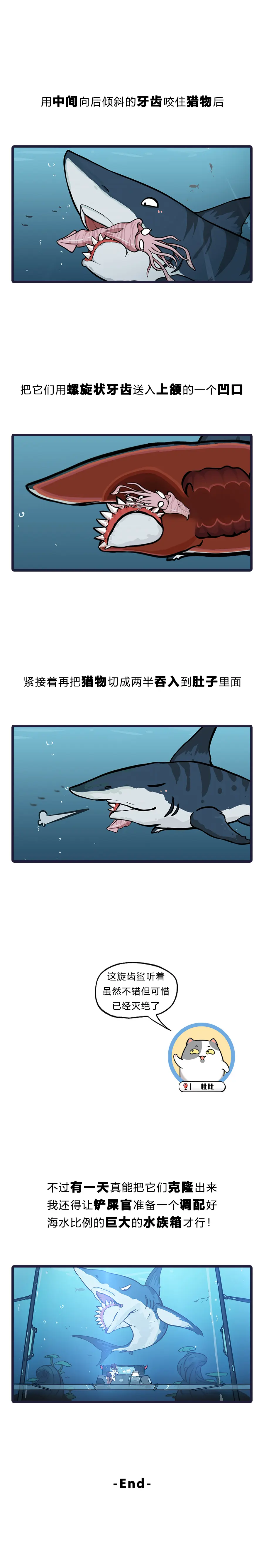 旋齿鲨怎么画图片