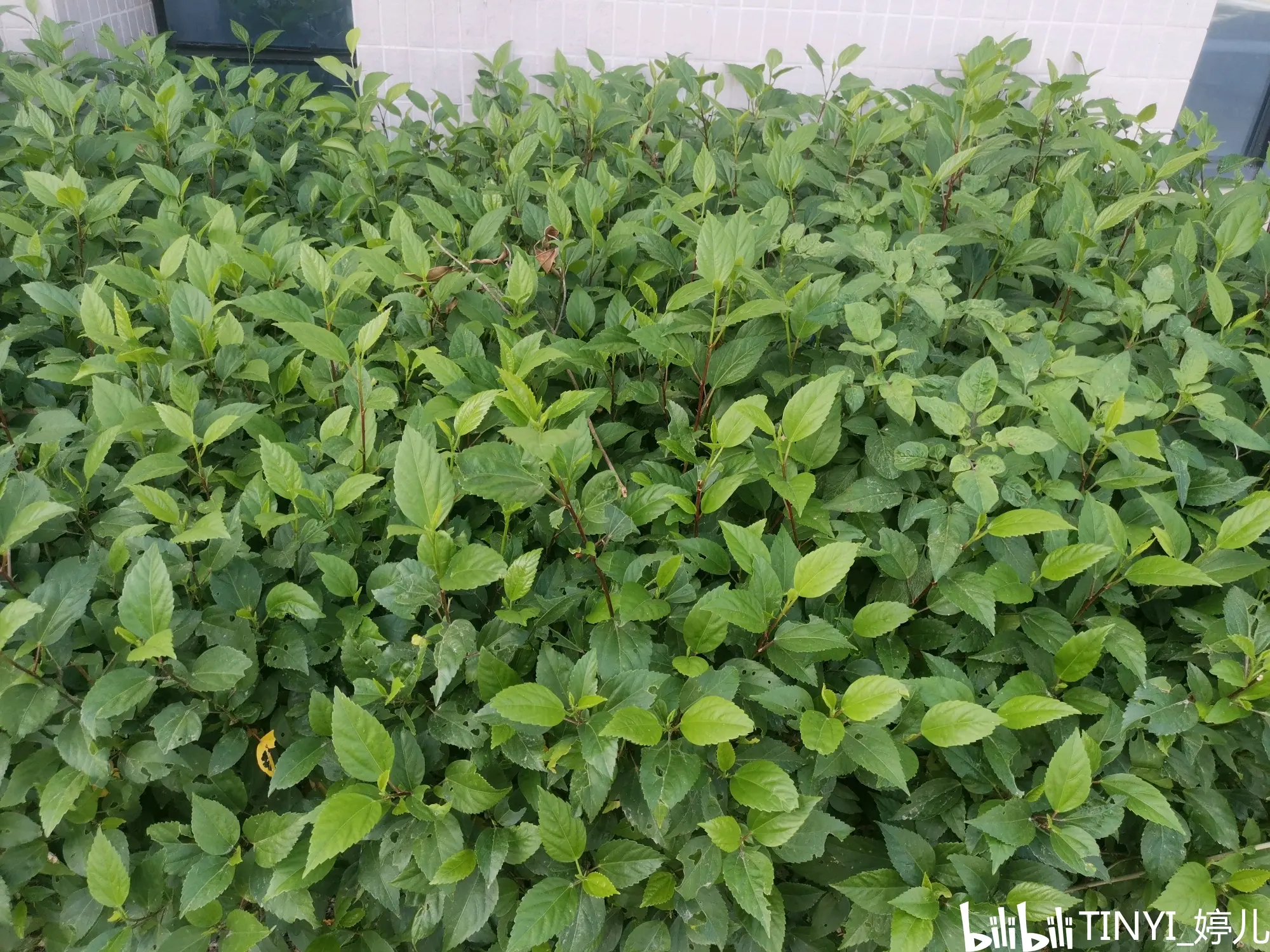 认识学校里的植物 - 哔哩哔哩