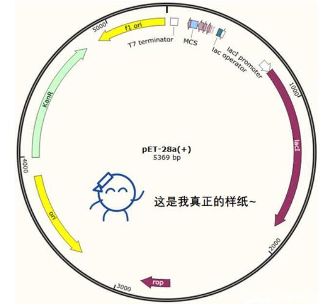 大家好-我叫pET28a - 哔哩哔哩