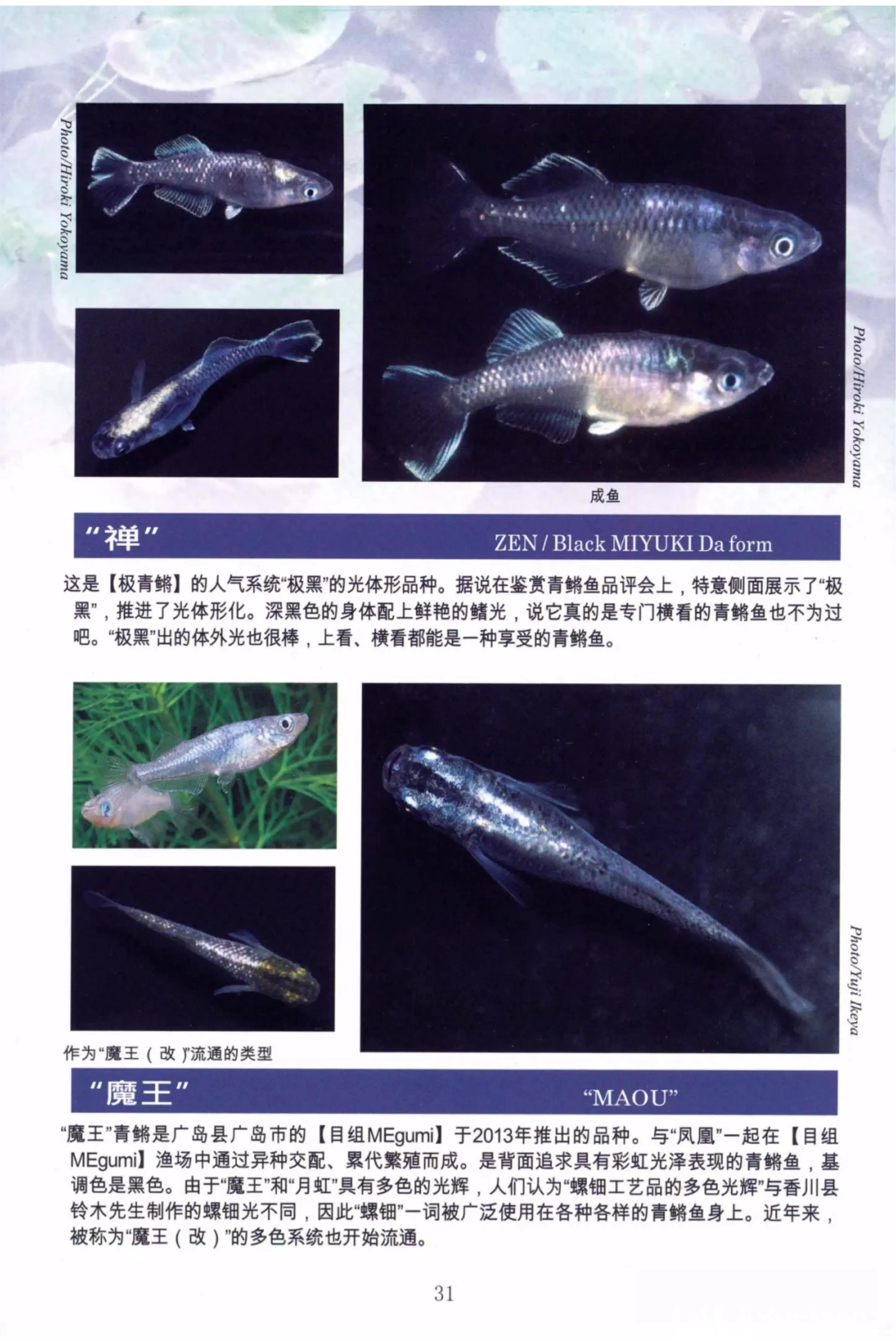 青鳉鱼分布图片