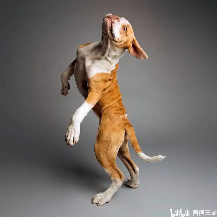 加拿大才华横溢的摄影师为狗拍照 - 哔哩哔哩