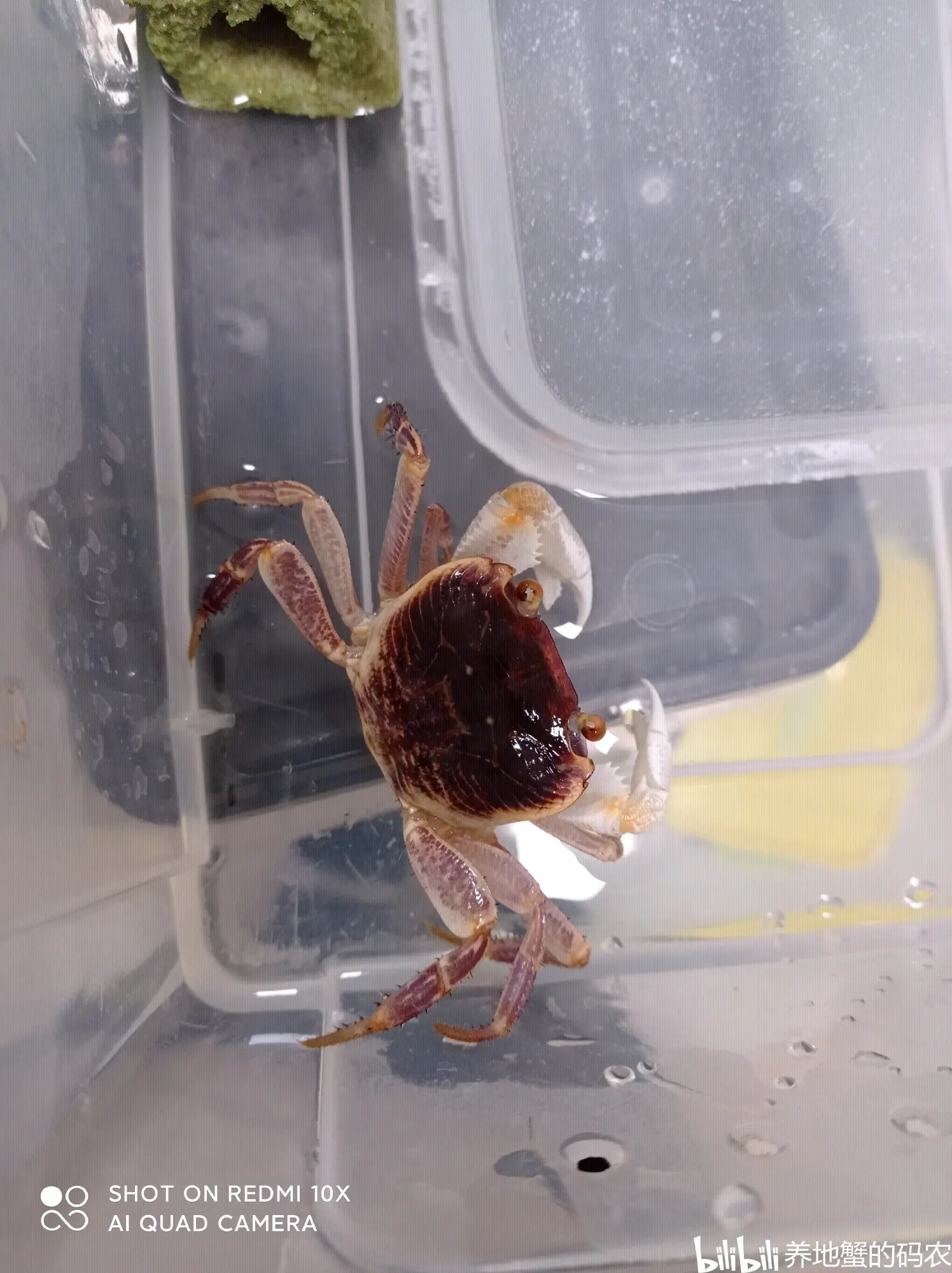 异色格雷陆方蟹与环境 - 哔哩哔哩